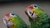 FILE - Two young red-lored Amazon parrots are shown at the Rare Species Conservatory Foundation in Loxahatchee, Fla., May 19, 2023. Scientists in Australia and the United Kingdom are developing a DNA library to track the origin of parrots caught in the illegal wildlife trade.