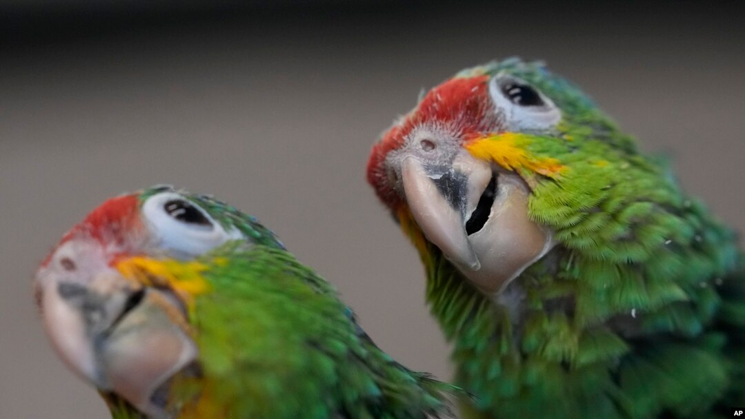 Un par de jóvenes loros amazónicos observan su entorno en la Fundación del Conservatorio de Especies Raras en Loxahatchee, Florida, el viernes 19 de mayo de 2023.