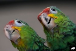 Un par de jóvenes loros amazónicos rojos en un centro de conservación en Loxahatchee, Florida. (Foto AP/Rebecca Blackwell)