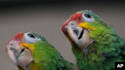 FILE - Two young red-lored Amazon parrots are shown at the Rare Species Conservatory Foundation in Loxahatchee, Fla., May 19, 2023. Scientists in Australia and the United Kingdom are developing a DNA library to track the origin of parrots caught in the illegal wildlife trade.