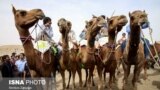 <div>هفتمین دوره مسابقات ملی شترسواری قهرمانی ایران در منطقه گردشگری کویر ورزنه<br />
عکس: مرتضی زنگنه</div>
