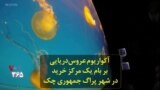 آکواریوم عروس‌دریایی بر بام یک مرکز خرید در شهر پراگ جمهوری چک