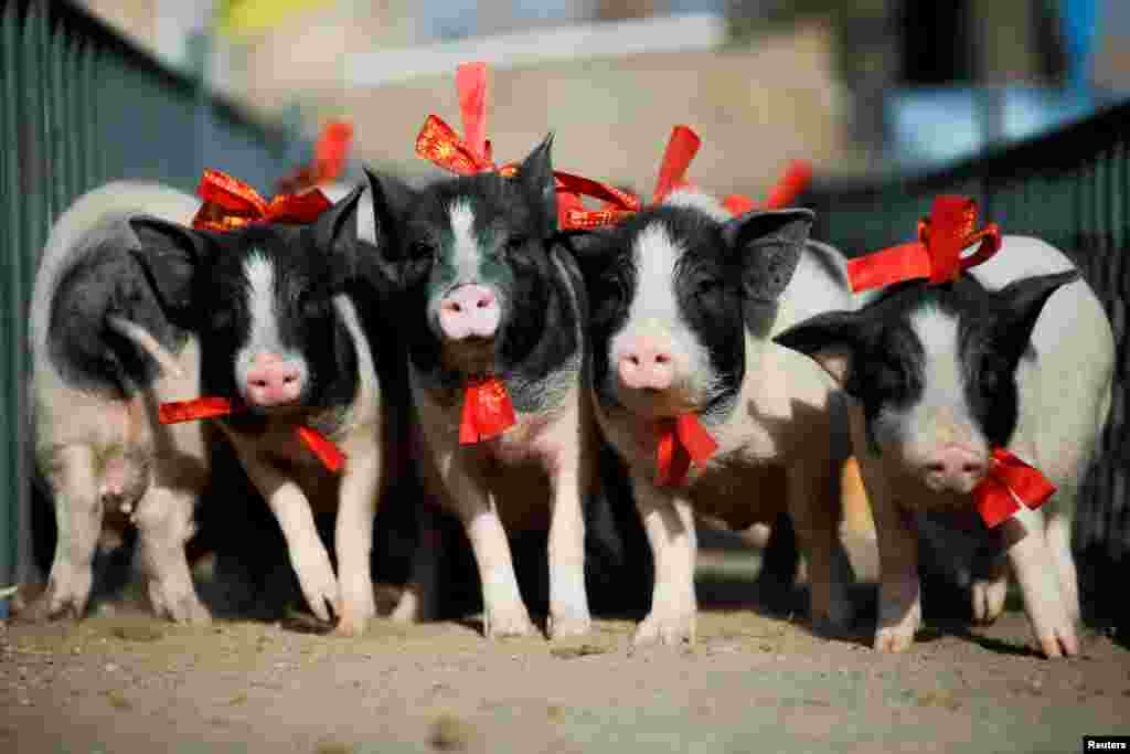 중국 허베이성&nbsp;장자커우에서 열린 2019년 돼지해를 기념하는 행사에서 3개월 된 아기 돼지들이 나란히 달리고 있다.