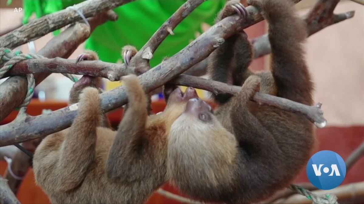 rehab-center-helps-sloths-hurt-by-human-activity