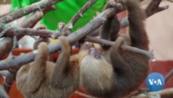 Rehab Center Helps Sloths Hurt by Human Activity