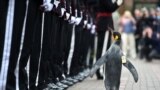 In a handout picture released by the British Ministry of Defense via their Defense News Imagery website, Nils Olav the penguin inspects the Guard of Honor formed by His Majesty the King of Norway&rsquo;s Guard at Edinburgh Zoo in Scotland.