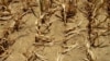 FILE - Corn stalks struggling from lack of rain and a heat wave covering most of the U.S. lie flat on the ground in Farmingdale, Illinois. (AP)