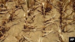 FILE - Corn stalks struggling from lack of rain and a heat wave covering most of the U.S. lie flat on the ground in Farmingdale, Illinois. 
