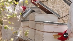 How beekeeping is helps communities header  with clime  alteration  successful  Kenya