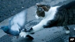 FILE - In Dec. 24, 2020 photo, Larry the cat, Chief Mouser to the Cabinet Office catches a pigeon. Feb. 15, 2021 marks the 10th anniversary of his becoming Chief Mouser in a bid to deal with a rat problem at 10 Downing Street.