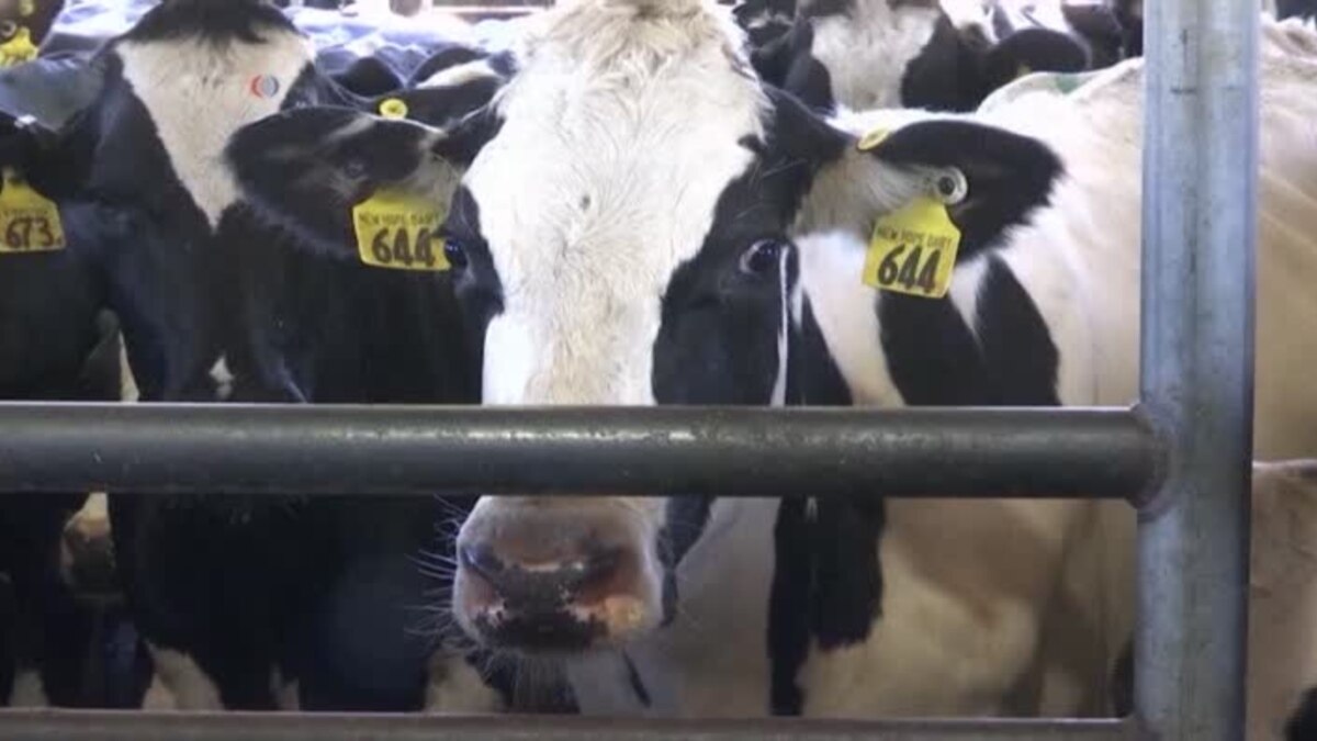 California Dairy Farmers Worry About Law Managing Methane Emissions