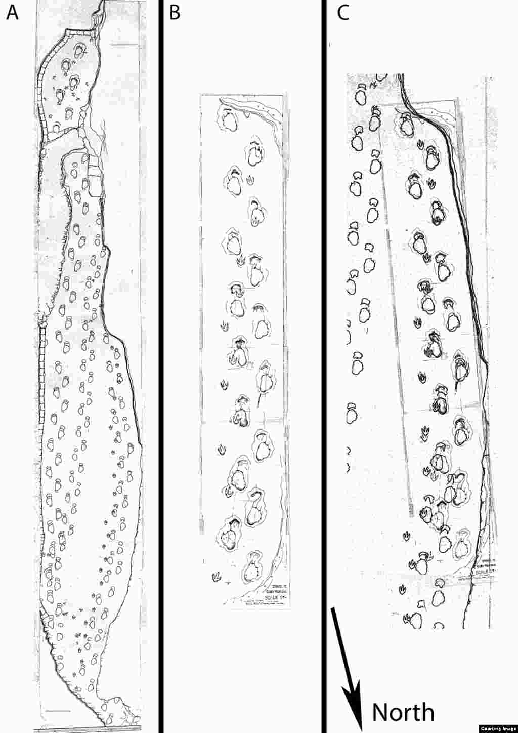 Gambar asli buatan Roland T. Bird dari situs penggalian. (PLOS ONE, Falkingham, et.al.)