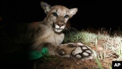 El puma en cuestión, conocido como P-45, es el principal sospechoso de la muerte de 10 llamas o alpacas.