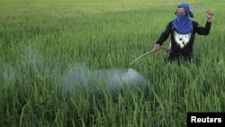 En 2010, El Niño se hizo notar en Filipinas. En la foto, un agricultor rocía sus cultivos de arroz, afectados por la sequía.