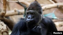 Richard, a western lowland gorilla, who was tested positive for COVID-19 on Feb. 25, 2021, sits inside its enclosure at closed Prague Zoo amid the coronavirus disease (COVID-19) outbreak in Prague, Picture taken Nov. 10, 2020. 