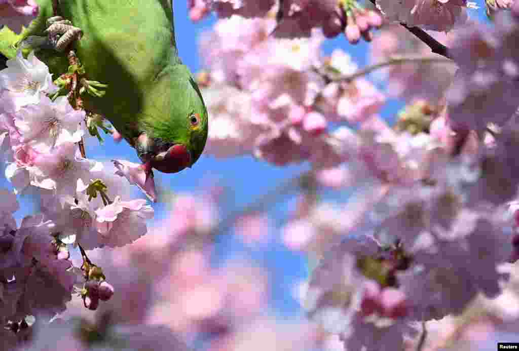 A parakeet eats a cherry blossom in St. James's Park, London, Britain.