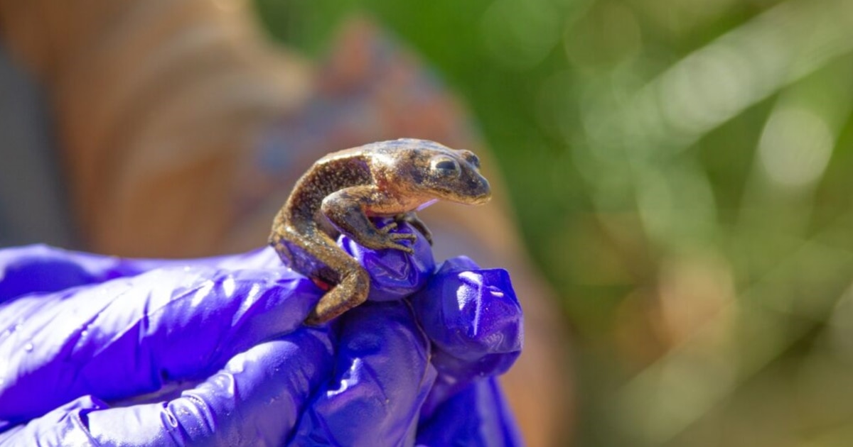Rescue Team in Chile Saves Last Known Surviving Water Frog Species