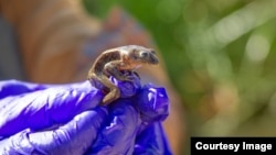 A Loa water frog (Telmatobius dankoi) is shown during a rescue operation conducted near the northern Chilean city of Calama. (Photo: Ministry of Housing and Urbanism of Chile)