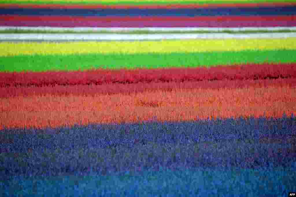 Dyed heather field in the eastern French town of Bischoffsheim