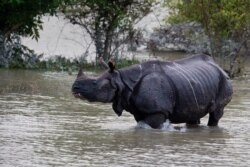 A one-horned rhinoceros walks in floodwaters in Pobitora wildlife sanctuary, east of Gauhati, India, July 19, 2019. The sanctuary has the highest density of the one-horned Rhinoceros in the world.