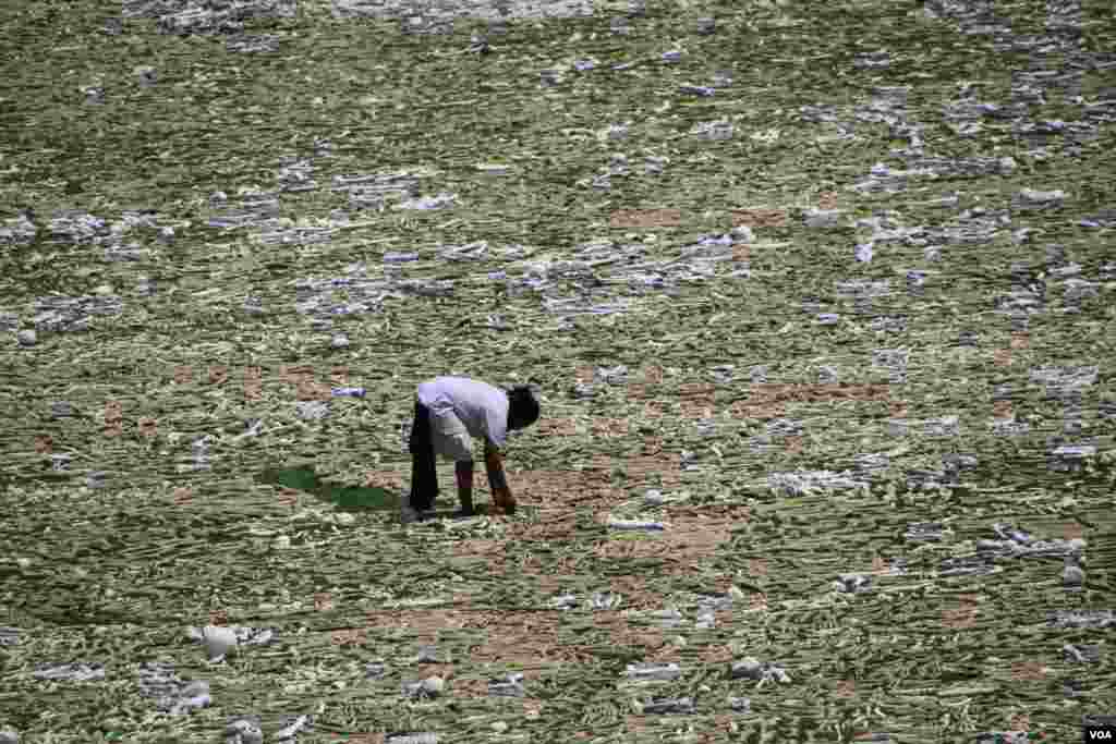 A volunteer lays artificial bones at the &quot;One Million Bones&quot; installation on the National Mall, Washington, D.C, June 8, 2013. (Jill Craig/VOA)