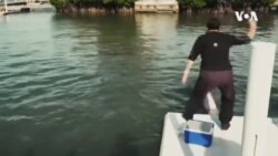 CONNECT Dolphin Research Center -- USAGM