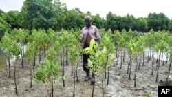 Peter Nyongesa walks through the mangroves to monitor his beehives on May 30, 2024.