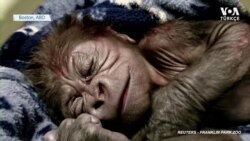 Boston İlk Goril Yavrusuna Kavuştu