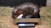 This photo provided by the Metro Richmond Zoo shows a baby pygmy hippo during a vet exam on Dec. 14, 2024, in Moseley, Va.