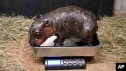 This photo provided by the Metro Richmond Zoo shows a baby pygmy hippo during a vet exam on Dec. 14, 2024, in Moseley, Va.