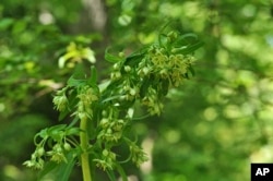 FILE - This May 16, 2024 image provided by the North Carolina Botanical Garden shows the top of the blooming flower stalk of an American columbo (Frasera caroliniensis) plant in the mountain habitat garden there. (Emily Oglesby/North Carolina Botanical Garden via AP)