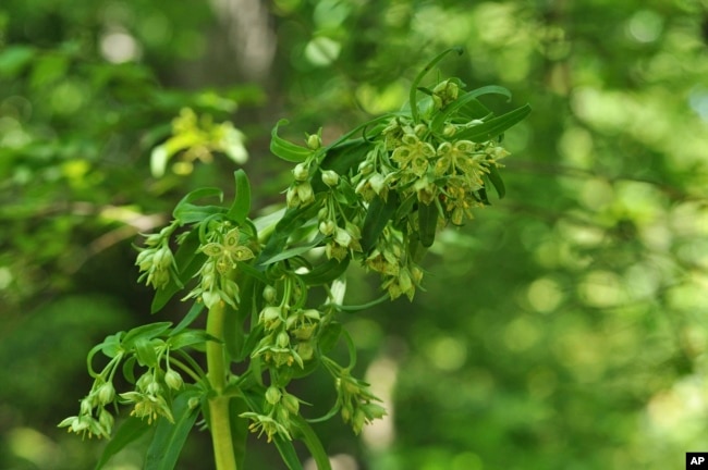 FILE - This May 16, 2024 image provided by the North Carolina Botanical Garden shows the top of the blooming flower stalk of an American columbo (Frasera caroliniensis) plant in the mountain habitat garden there. (Emily Oglesby/North Carolina Botanical Garden via AP)