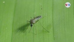 SALUD: Innovadora trampa para mosquitos