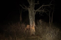 A lion approaches an impala used to attract predators during a census at the Balule Nature Reserve, in northern Limpopo, on Aug. 30, 2021.