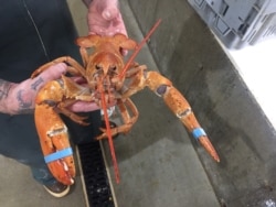 A worker shows off a lobster at Maine Coast, a live lobster wholesaler headquartered in York, Maine. (J.Taboh/VOA)