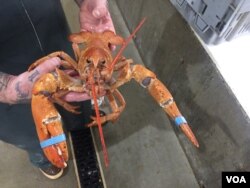 A worker shows off a lobster at Maine Coast, a live lobster wholesaler headquartered in York, Maine. (J.Taboh/VOA)