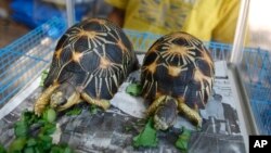 FILE - Radiated tortoises, originally a native species of southern Madagascar, are on display during an annual flora and fauna expo in Jakarta, Indonesia, July 29, 2010.