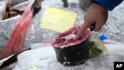 Seorang calon pembeli memeriksa kualitas ikan tuna beku sebelum berlangsungnya lelang pertama awal tahun di pasar Toyosu Market yang baru dibuka, lokasi pasar ikan baru di Tokyo, 5 Januari 2019.