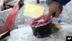 A prospective buyer inspects the quality of a frozen tuna before the first auction of the year at the newly opened Toyosu Market, new site of Tokyo's fish market, in Tokyo, Jan. 5, 2019.