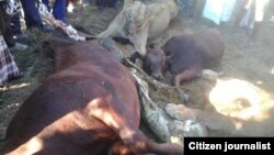 Izilwane ezadutshulwa zisidla inkomo.