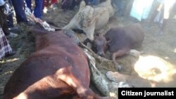 Izilwane ezabulawa eDete ngemva kokubulala inkomo