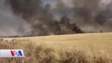 سوتاندنی دەغڵ و دانی جوتیارانی باکوری سوریا