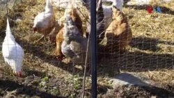 د اېویېن انفلونزا وایرس وروستي خپریدلو او د هغه د بدلون احتمال چې ممکنه ده د یو انسان نه بل انسان ته د خپریدو او د یوې نوې وبا لامل شي