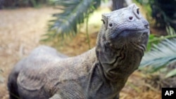 FILE - This 7-year-old Komodo dragon, pictured at the Cincinnati Zoo in Ohio, is 7 feet long and weighs 100 pounds. Males in the wild average 8 to 9 feet and about 200 pounds, according to the Smithsonian National Zoological Park, but they can grow much l