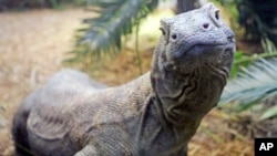 FILE - This 7-year-old Komodo dragon, pictured at the Cincinnati Zoo in Ohio, is 7 feet long and weighs 100 pounds. Males in the wild average 8 to 9 feet and about 200 pounds, according to the Smithsonian National Zoological Park, but they can grow much l