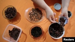 Gabriela Soto prepares insects for lunch, while her husband biologist Federico Paniagua (unseen) promotes the ingestion of a wide variety of insects as a low-cost and nutrient-rich food, in Grecia, Costa Rica, July 13, 2019. 