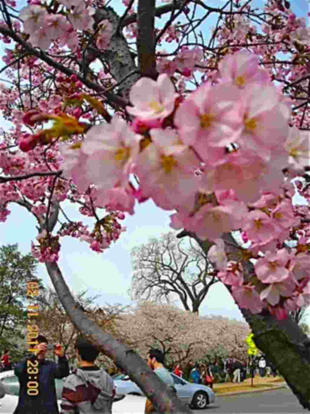 فستیوال شکوفه های گیلاس در واشنگتن ۲۰۱۱