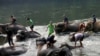 Migrant workers from Myanmar bathe elephants at an elephant camp closed to tourists due to the nationwide lockdown to prevent the spread of the coronavirus, in Kanchanaburi, Thailand.