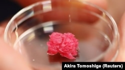 4/4 Osaka University Professor Michiya Matsusaki holds a Petri dish with cultured Wagyu beef at a lab at the university in Suita, Osaka Prefecture, Japan October 5, 2021. Picture taken on October 5, 2021. REUTERS/Akira Tomoshige