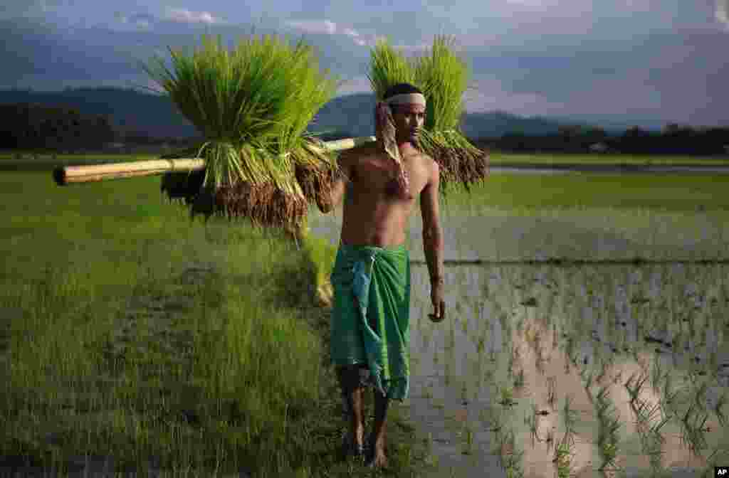 A farmer carries paddy for transplantation on the outskirts of Gauhati, India.